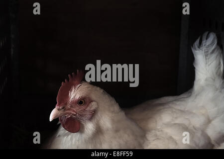 Portrait of a chicken in a hen house Stock Photo