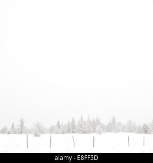 USA, Wyoming, Albany County, Laramie, Snow covered forest Stock Photo