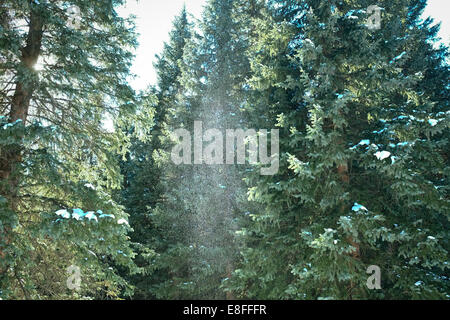 Sprinkle of snow in green forest Stock Photo