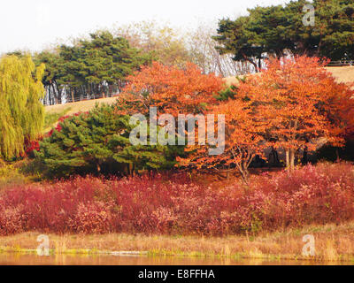 Multi-colored fall foliage in park, Seoul, South Korea Stock Photo