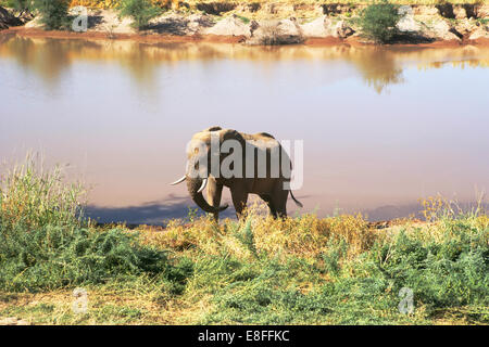 African elephant by a watering hole, Namibia Stock Photo
