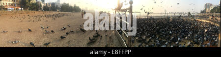 Charity bird feeding station on Marine Drive, Mumbai, India Stock Photo