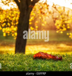 Leaf lying on lawn, close up Stock Photo