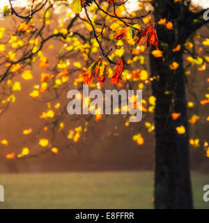 Close up of leaves on tree Stock Photo