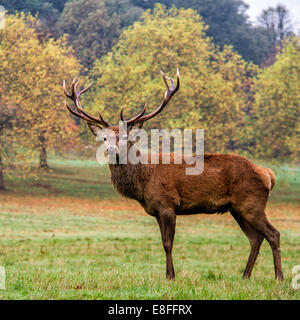 Portrait of stag in a park, England, UK Stock Photo