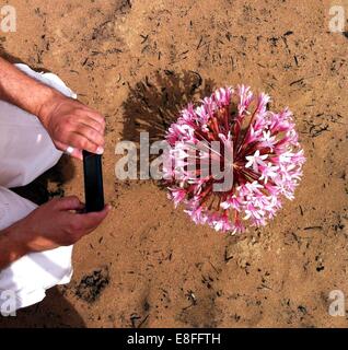 Man taking photo of flower Stock Photo