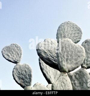 Low angle view of Prickly Pear cactus Stock Photo