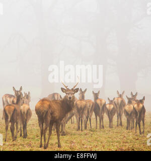 Herd of deer in park, Berkshire, England, United Kingdom Stock Photo