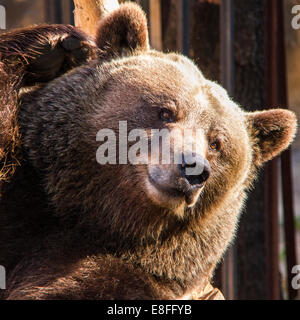 Close up of grizzly bear Stock Photo