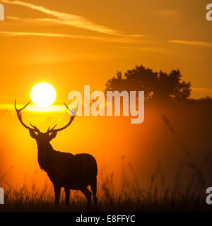 Silhouette of reindeer at sunset Stock Photo