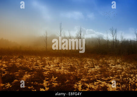 Flock of birds flying over rural landscape in winter, USA Stock Photo