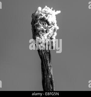 Close-up of a burnt match Stock Photo