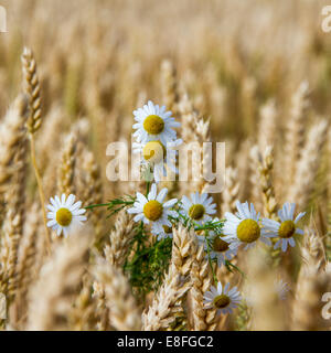 Daisies in wheat field Stock Photo