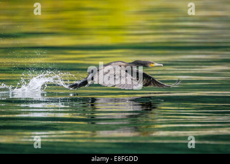 Bird flying low over water Stock Photo