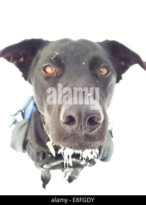 Portrait of a dog in the snow Stock Photo
