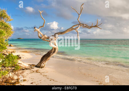Antigua and Barbuda, Antigua, Dried-out tree on Jabberwock Beach, Caribbean Stock Photo