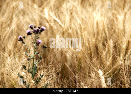 Thistle in wheat field Stock Photo