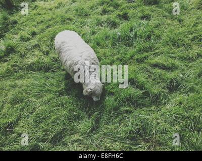 Overhead view of a sheep in a field Stock Photo