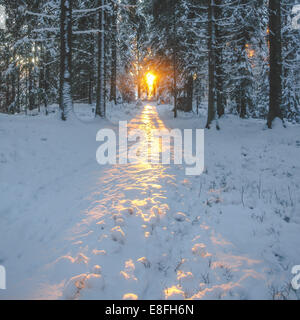 Sunlight in woods Stock Photo