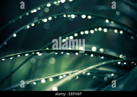 Morning dew on grass Stock Photo