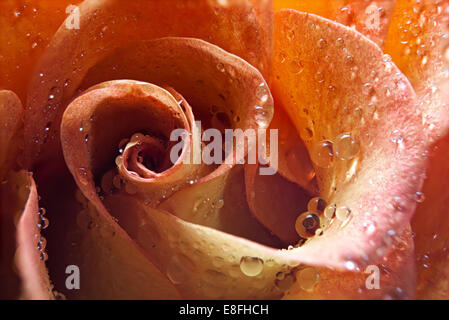Close-up of a rose covered in water droplets Stock Photo