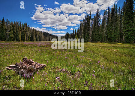 USA, Idaho, Boise, Boise National Forest, Long Creek Road, Field in Mountains Stock Photo