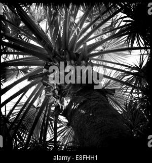 United Arab Emirates, Abu Dhabi, Palm trees Stock Photo