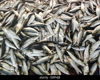 Oman, Muscat, Sardines for sale at market Stock Photo