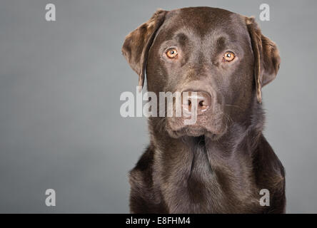 Proud Chocolate Labrador against Grey Stock Photo