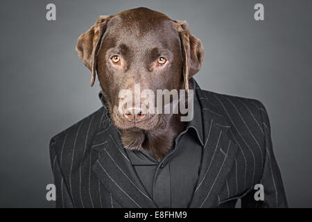 Cool Looking Chocolate Labrador in Pinstripe Suit Stock Photo