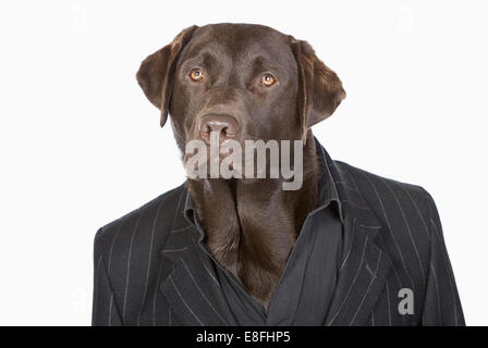 Isolated Shot of a Smart Chocolate Labrador in Pinstripe Jacket Stock Photo