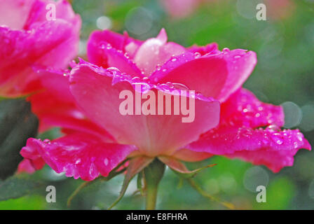 Raindrops on pink rose, Orlando, Orange County, Florida, USA Stock Photo