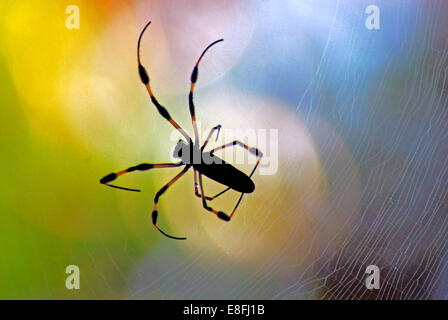 Golden Orb Spider on a spider web, Orlando, Orange County, Florida, USA Stock Photo