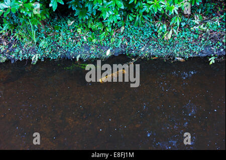 Car number plate floating in a river, New Forest, Hampshire, England, UK Stock Photo