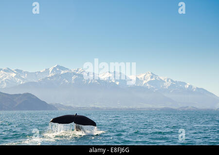 Whale tail fluke in ocean, Kaikoura, Canterbury, South island, New Zealand Stock Photo