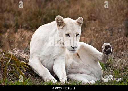Portrait of a white lioness, Western Cape, South Africa Stock Photo