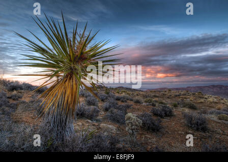 USA, California, Joshua Tree National Park, Sunset from Ryan Mountain Stock Photo