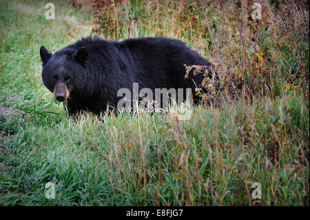 USA, Wyoming, Yellowstone National Park, Portrait of Black Bear Stock Photo