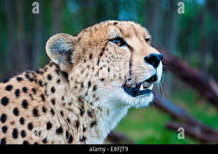 Portrait of a cheetah, Mpumalanga, South Africa Stock Photo