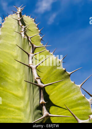 USA, Florida, Miami-Dade County, Miami, Thorny green succulent plant Stock Photo