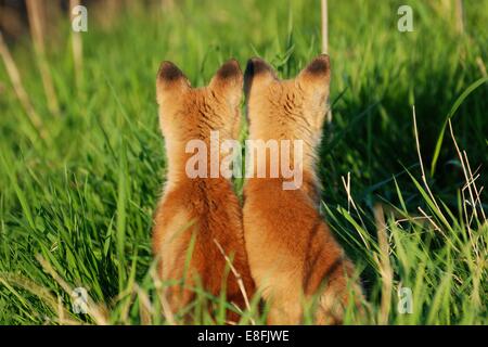Two fox cubs sitting side by side, Canada Stock Photo