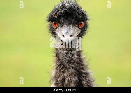 Emu staring straight at the camera Stock Photo
