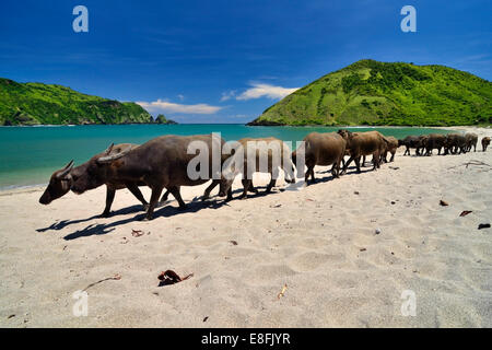 Buffalos walking along Mawun beach, Lombok, Indonesia Stock Photo