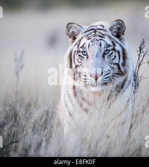 Portrait of a white Tiger, South Africa Stock Photo