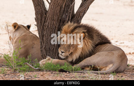 Lion and lioness lying by a tree, Botswana Stock Photo