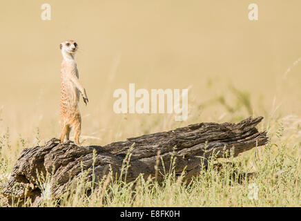 Meerkat standing on a log, Botswana Stock Photo