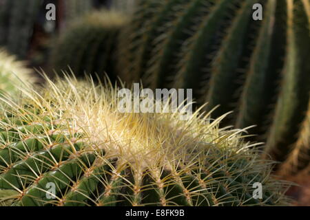 Close up of cactus plant Stock Photo