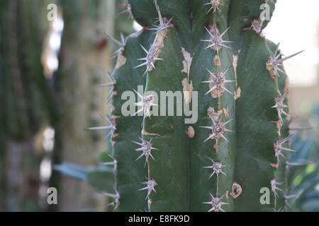 Close-up of a cactus plant Stock Photo