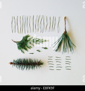 Arrangement of pine tree branches and needles Stock Photo