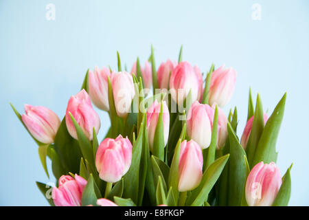 Close up of pink Tulips Stock Photo